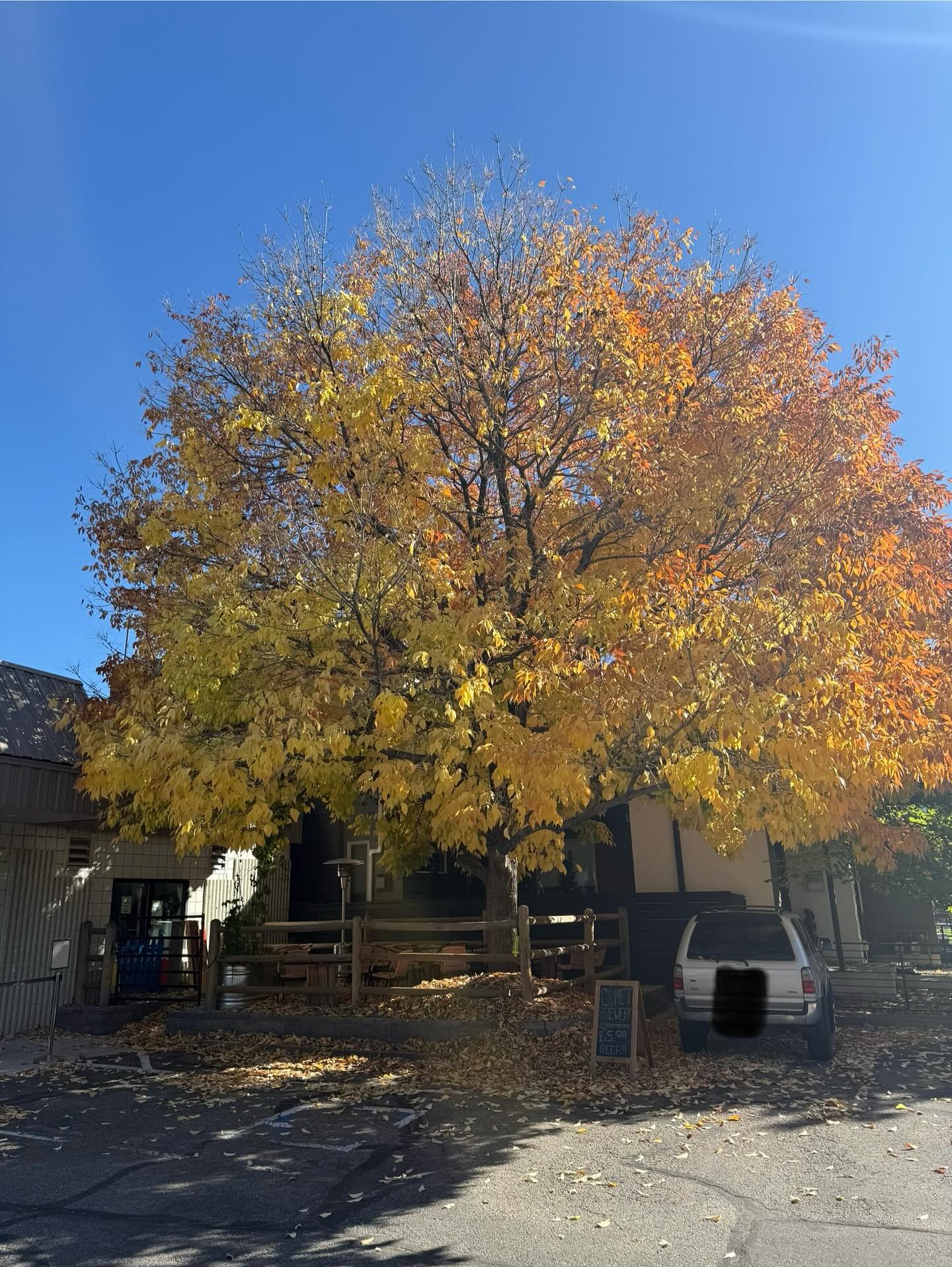 This is likely the last weekend our beautiful tree will have leaves changing color this year! Come on down for a beer or two and revel in this majestic autumnal sight on our patio. We can’t wait to see you! #downtownlittleton #craftbeer #welovefall #fallcolors